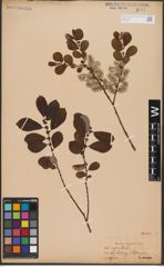 Foto von Salix aurita L.